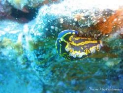 Snapped while diving in lanzarote. Canary Islands. Photog... by Sam Hutchinson 